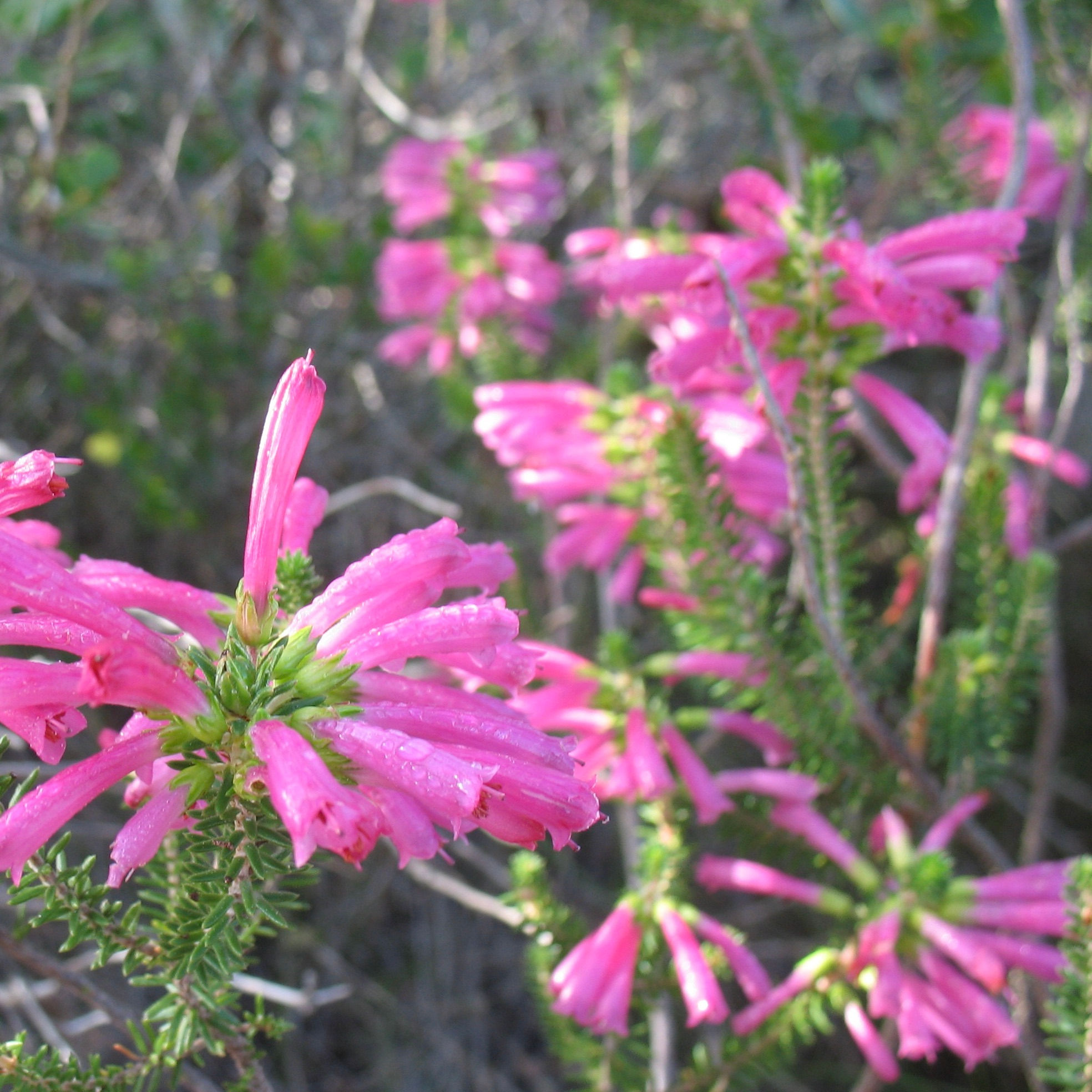 Erica abietina ssp. atrorosea