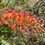 Thumbnail: Grevillea 'Mason's Hybrid' (Ned Kelly)