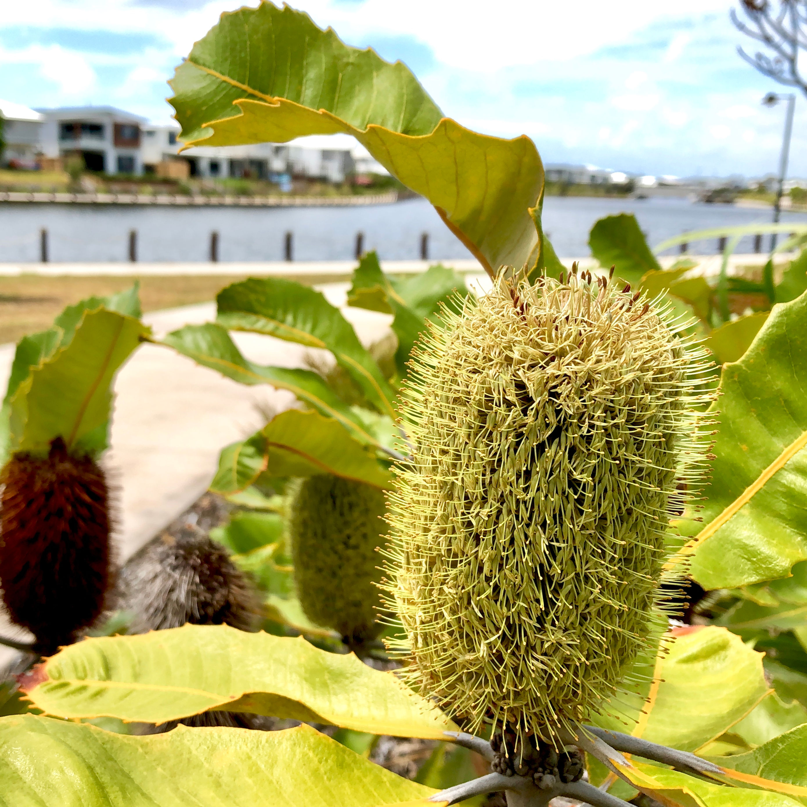 Banksia robur