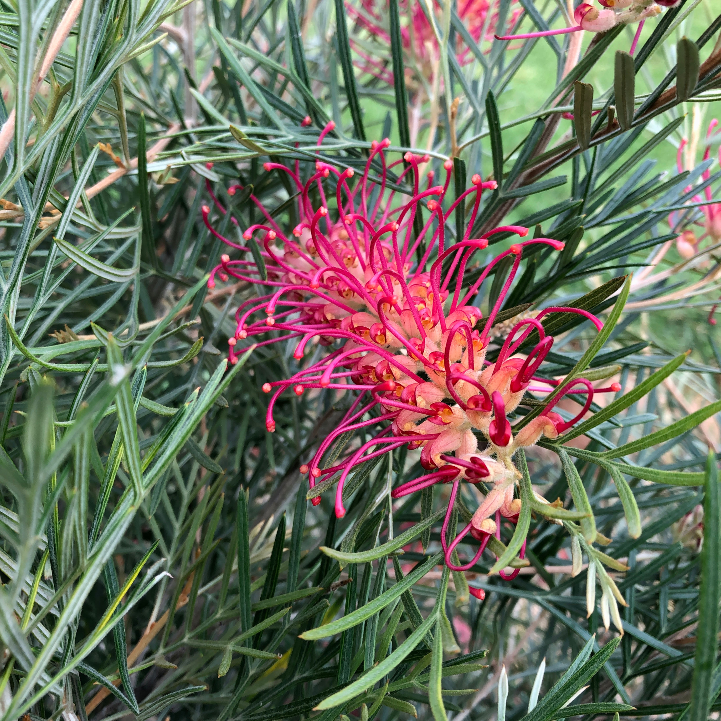 Grevillea 'Spirit of ANZAC'