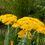 Thumbnail: Athanasia pinnata