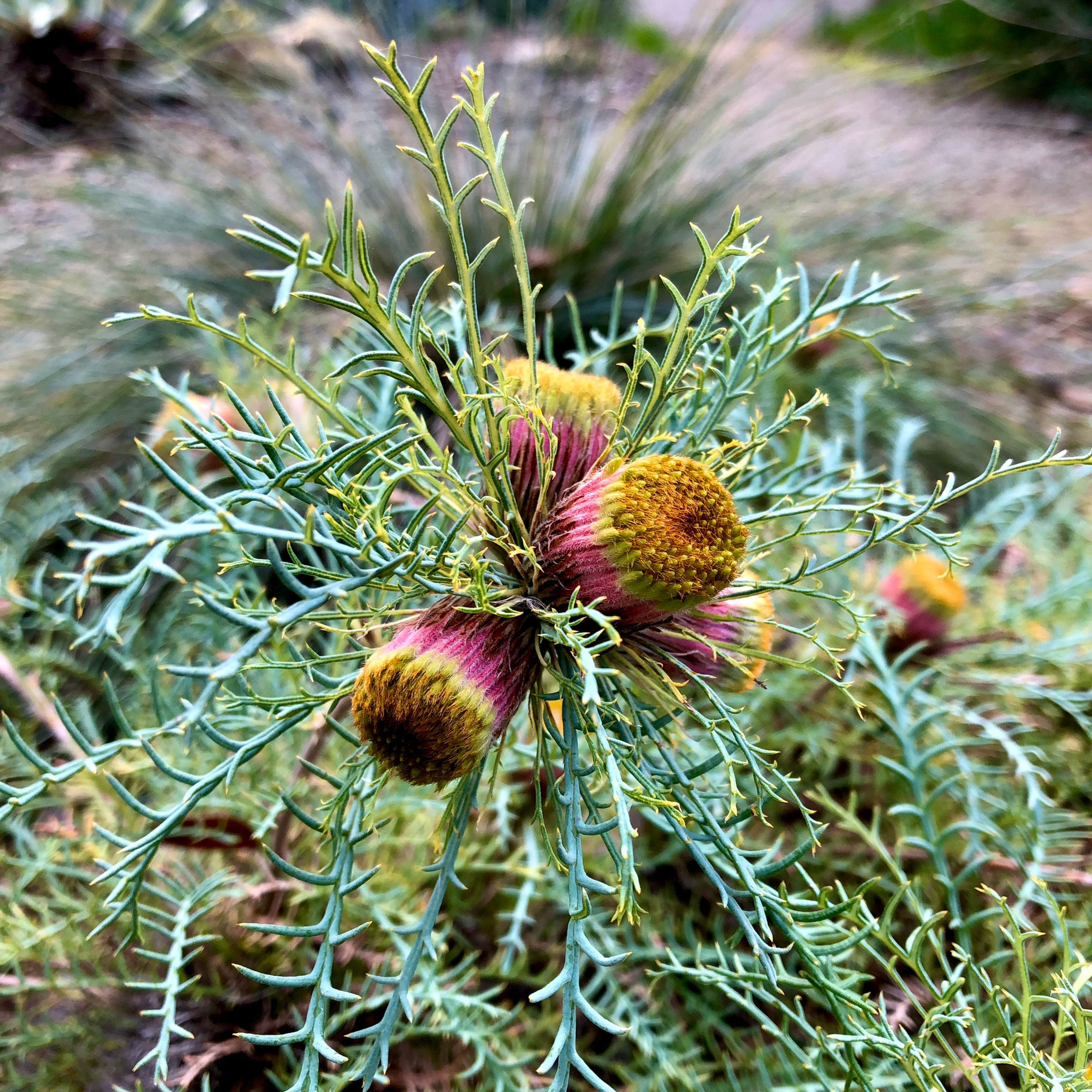 Banksia fraseri (Syn. Dryandra fraseri)