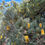 Thumbnail: Banksia seminuda