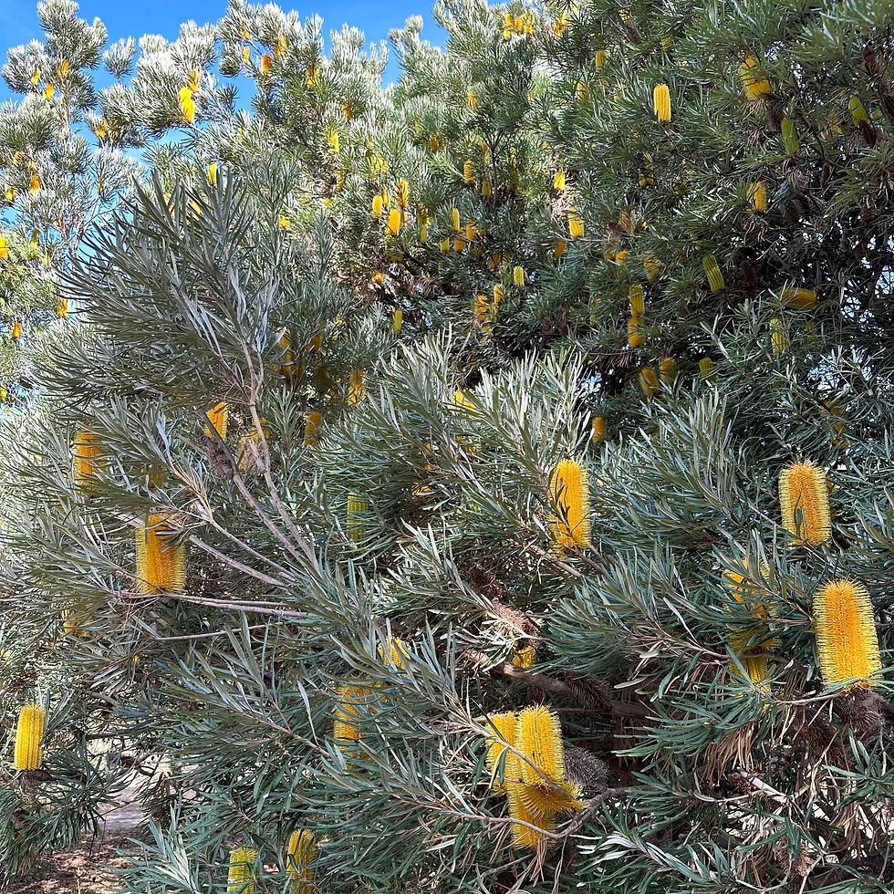 Banksia seminuda