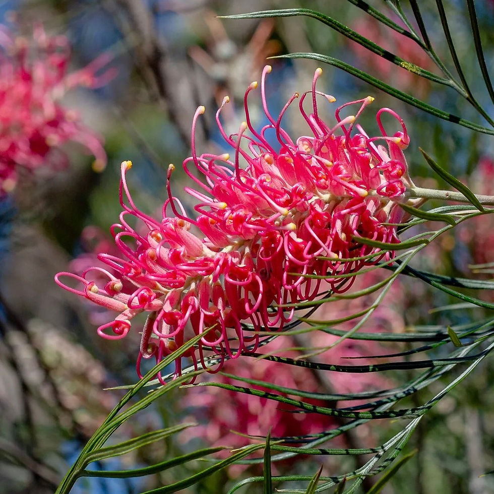 Grevillea 'Sylvia'