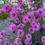 Thumbnail: Isopogon formosus