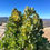 Thumbnail: Hakea victoria