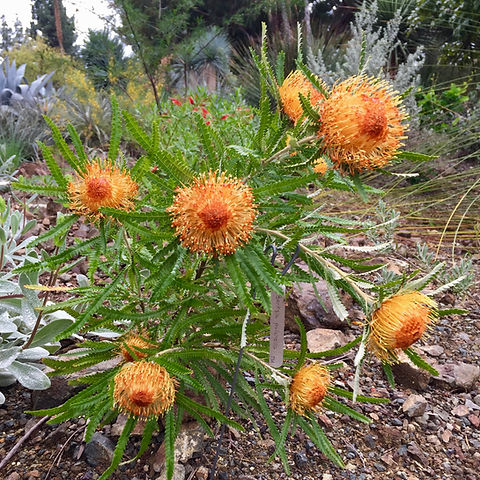 Banksia formosa | Waltzing Matilija Banksia formosa | Waltzing Matilija