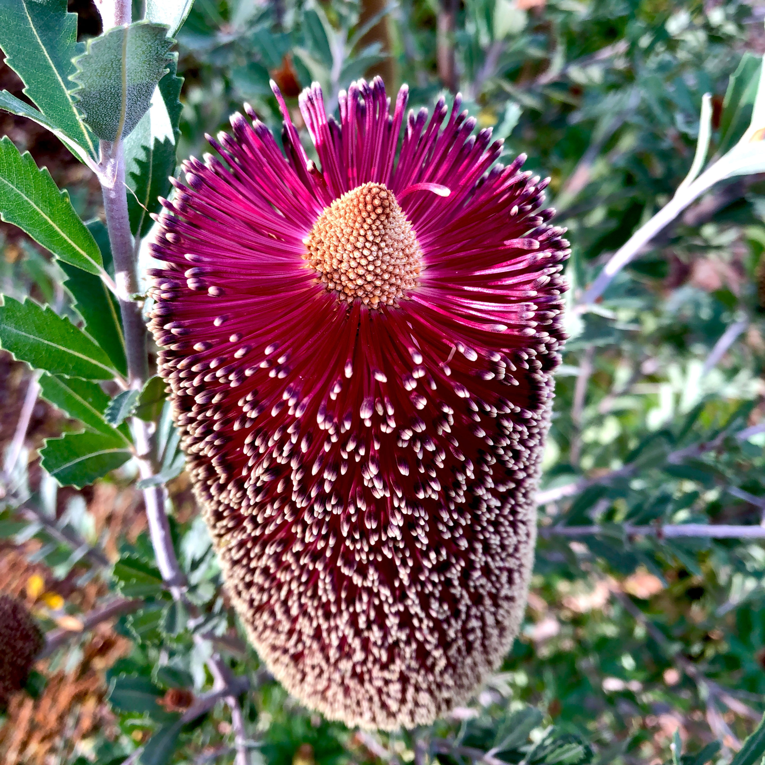 Banksia praemorsa (Red Flower Form)