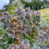 Thumbnail: Hakea victoria