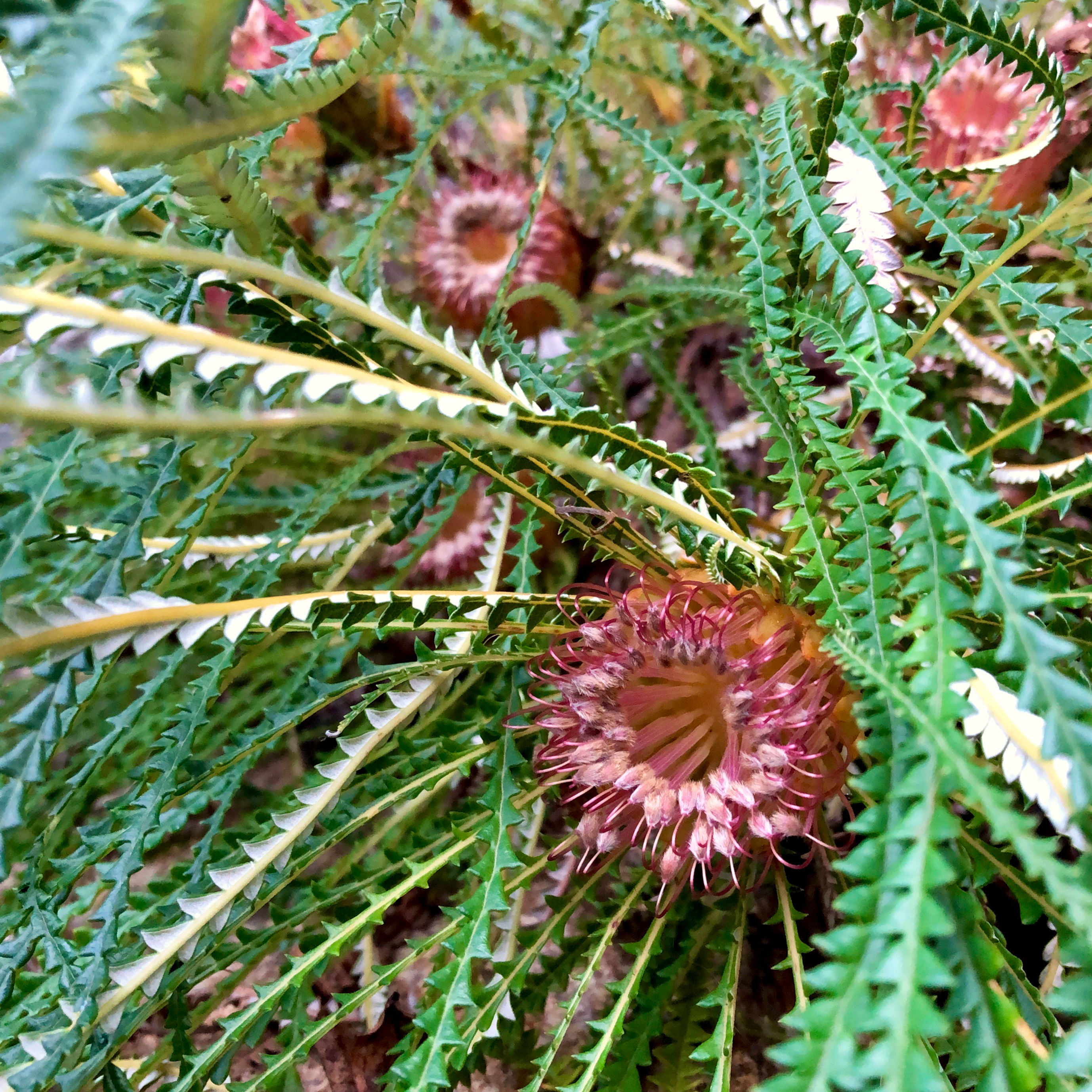 Banksia nivea
