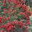 Thumbnail: Templetonia retusa