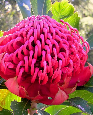 A picture of the flower of Telopea speciosissima