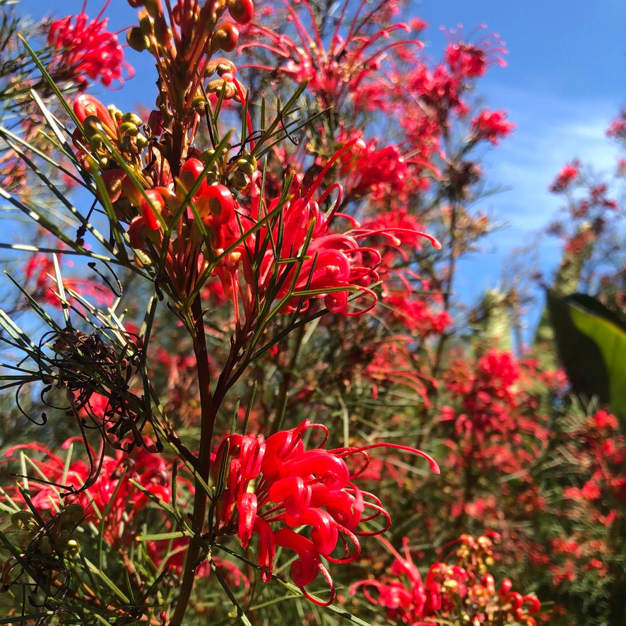 Grevillea 'Bonfire'