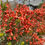 Thumbnail: Templetonia retusa