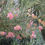 Thumbnail: Grevillea 'Frosty Pink'