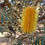 Thumbnail: Banksia seminuda