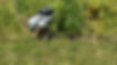 Roboterhund