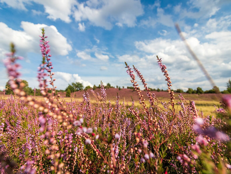 Regionale Ausflugsziele: Südheide in Niedersachsen