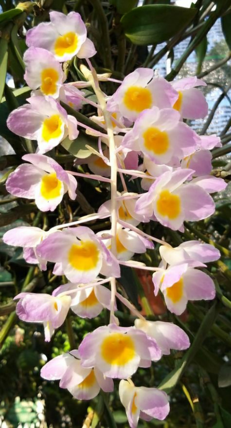 Writer: NGÂN HÀNG MÙA XUÂN