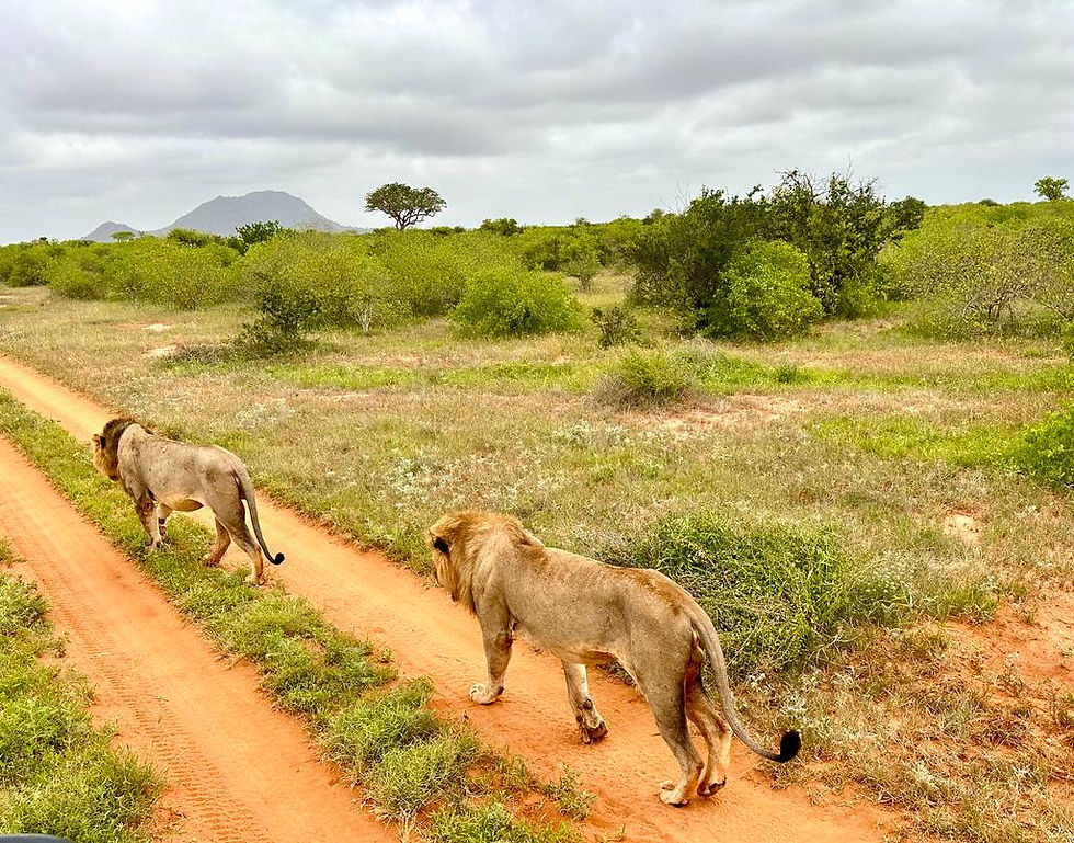 Miniatura: JEDNODNIOWA WYCIECZKA NA SAFARI Z FOTOFRAFEM