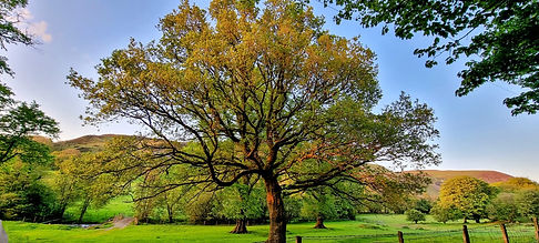 Tree - Foelallt Farm.jpg