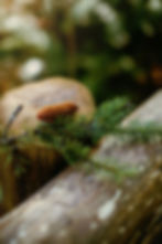 Pine branch