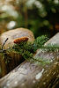 IMG_7789-Edit.jpg