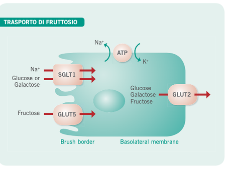 Gonfiore addominale, le cause: FODMAPs, sensibilità al glutine, celiachia, intestino irritabile, allergia al grano... Proviamo a fare chiarezza