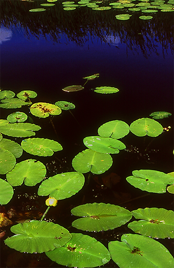 nature, natrual medicine, herbal medicine, supplements, alternative medicine, acupuncture, insurance coverage acupuncture