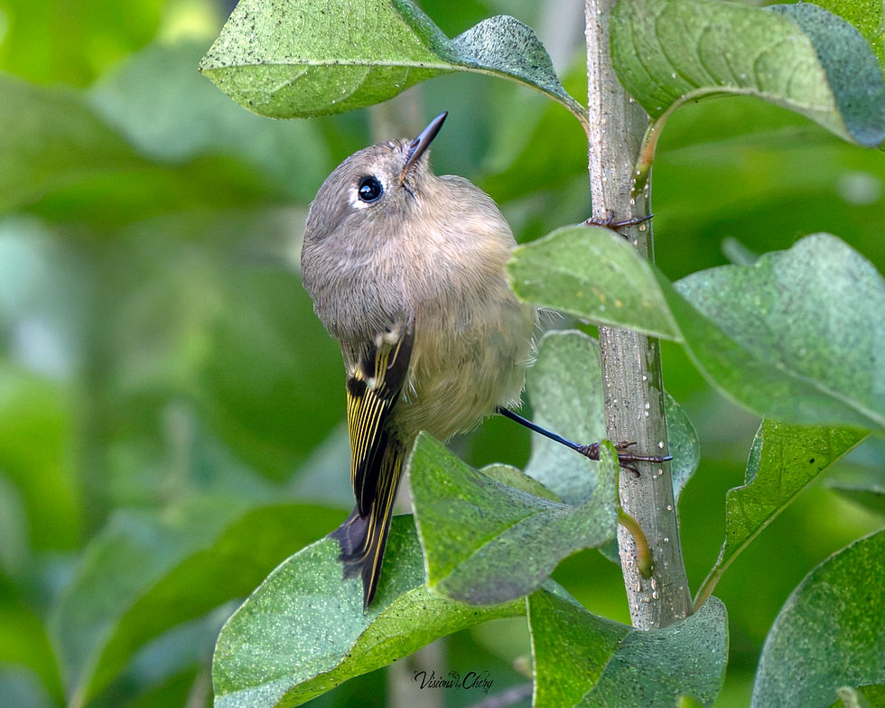 Friday, October 30th Guided Birding Tour