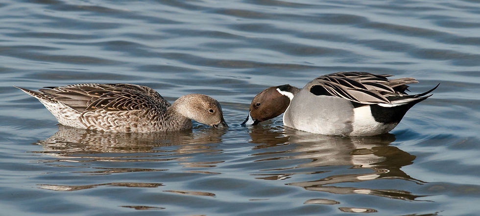 Northern_Pintail_male_and_female_feeding__at_SPI_boardwalk_©