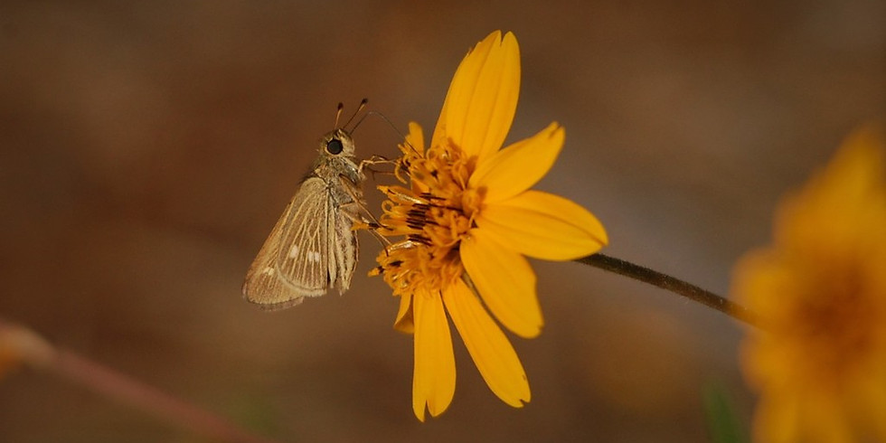 Kids Pollinator Workshop