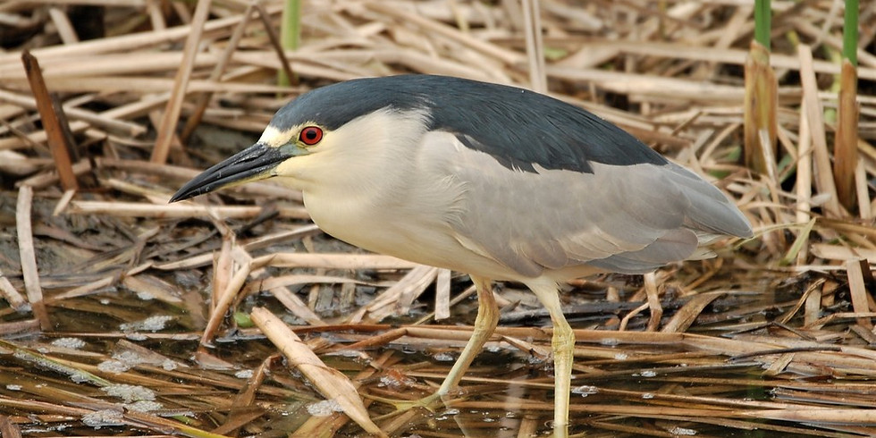Friday August 27th Guided Birding Tour