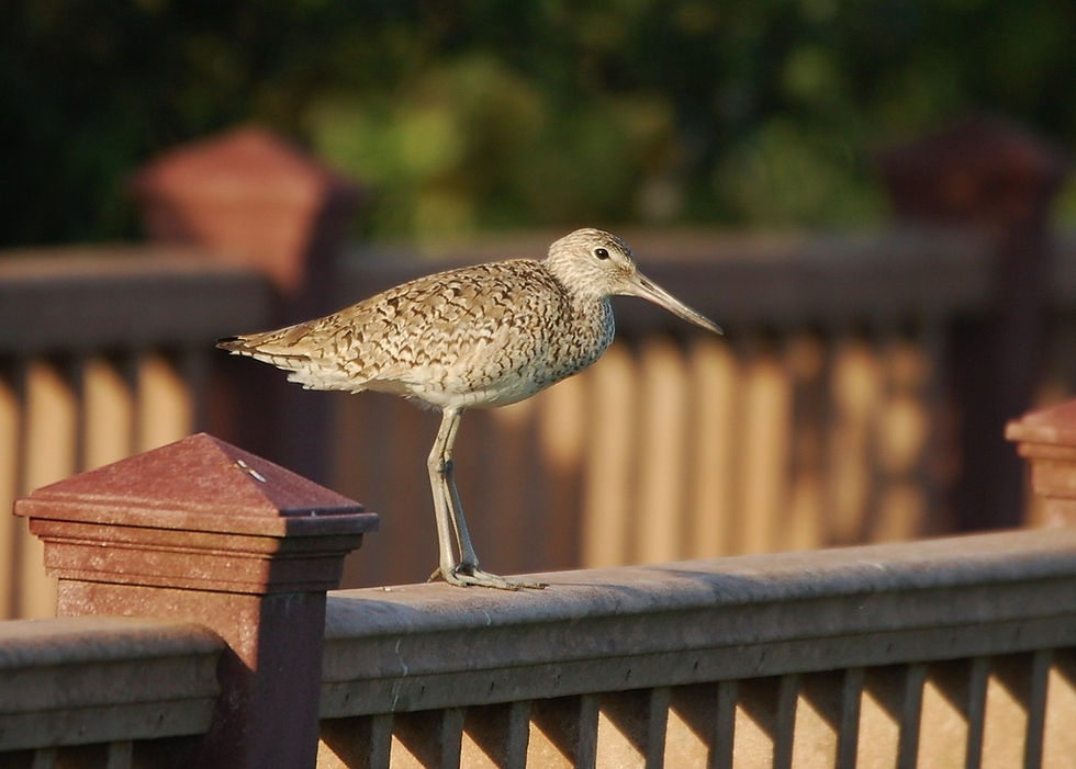 Thursday, March 19th Guided Birding Tour