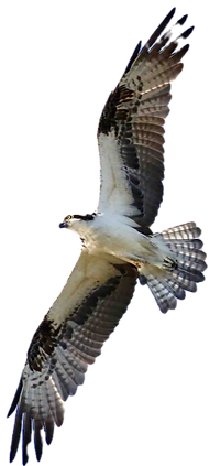 An Osprey bird caught in mid-flight from below with it's wings spread out fully.