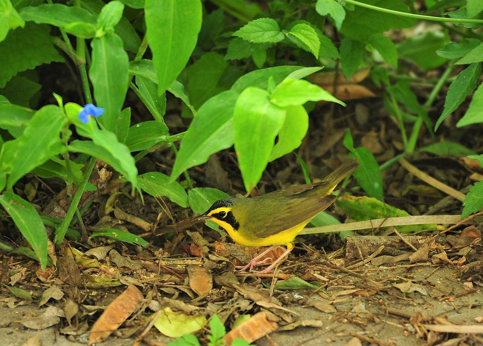 Wednesday, April 15th Guided Birding Tour