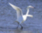Tuesday, September 23rd Guided Birding Tour