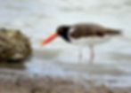 Saturday, August 30th Guided Birding Tour
