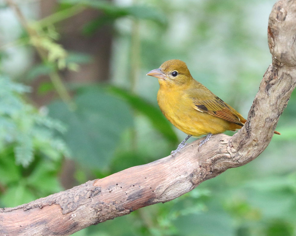 Saturday, November 2nd Guided Birding Tour