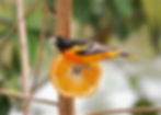 Monday, April 17th Guided Birding Tour