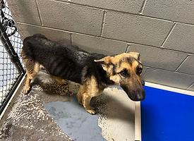 emaciated dog in shelter