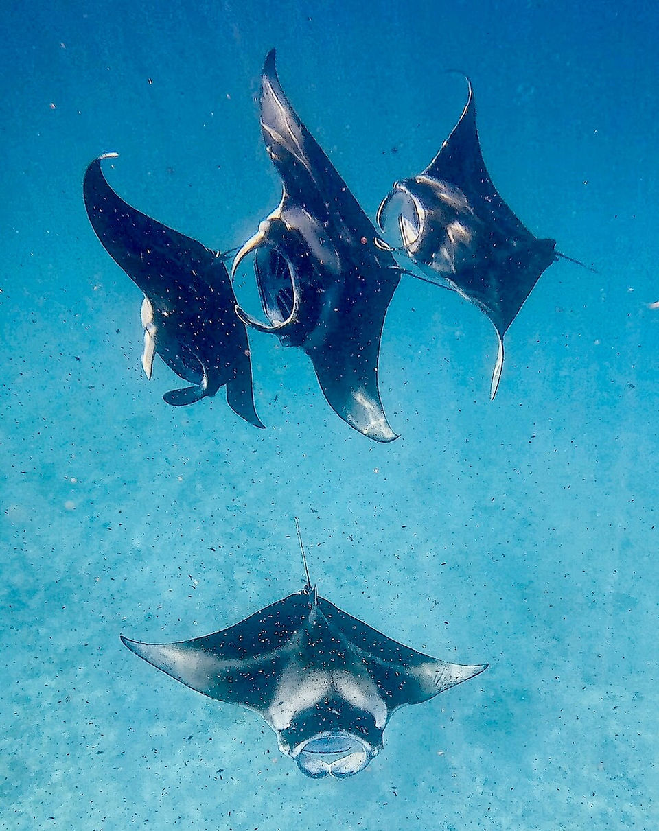 Manta Ray W Maldives