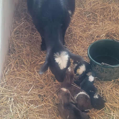 Baby Goats Are Here!!!