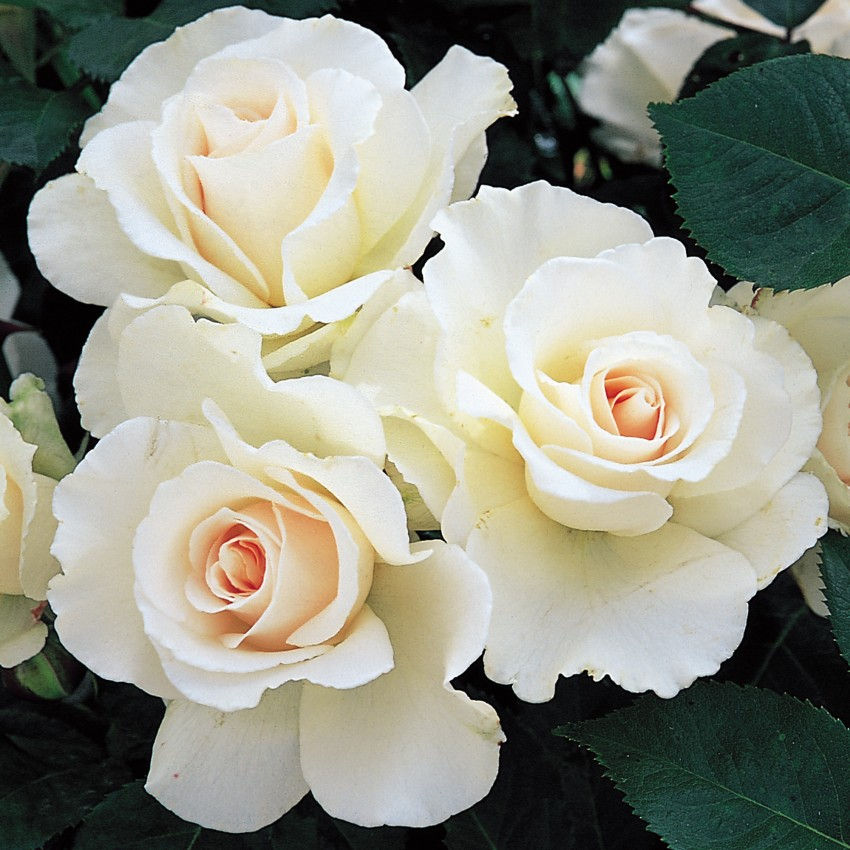 Buy Rose - Margaret Merril (Floribunda)