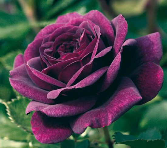 Buy Rose - EBB Tide (Floribunda)