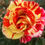 Thumbnail: Buy Rose - Brush Strokes (Floribunda)