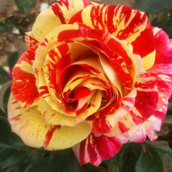 Buy Rose - Brush Strokes (Floribunda)