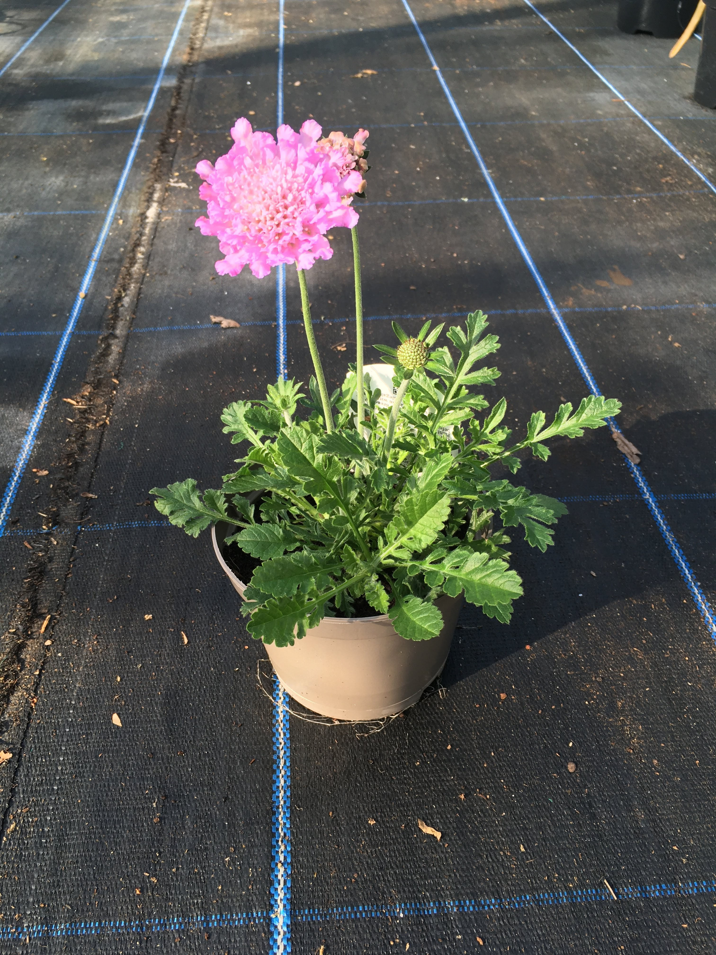 Buy 1L Scabiosa Rose Pink