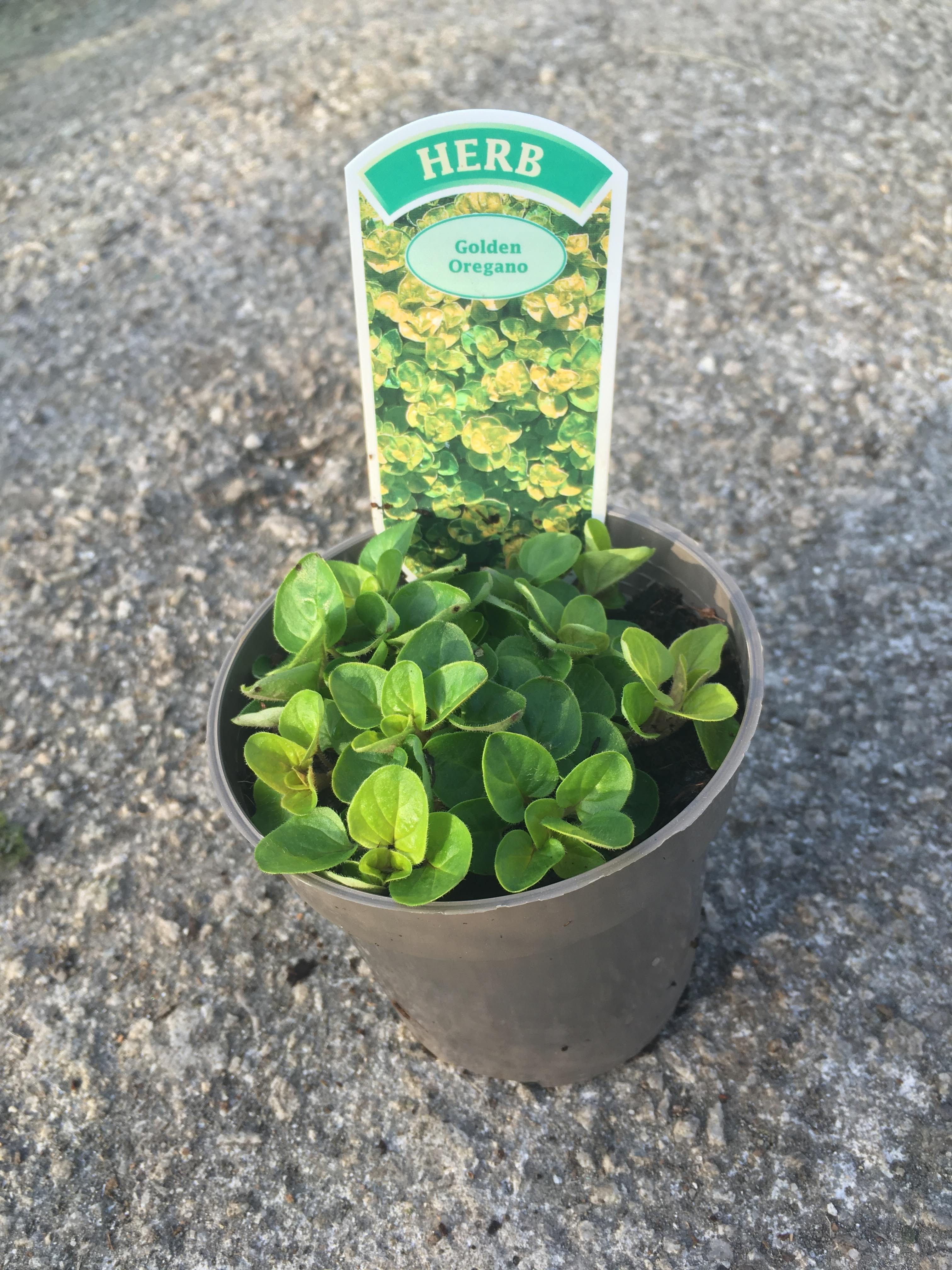 Buy 9cm Herb Golden Oregano Origanum Vulgare